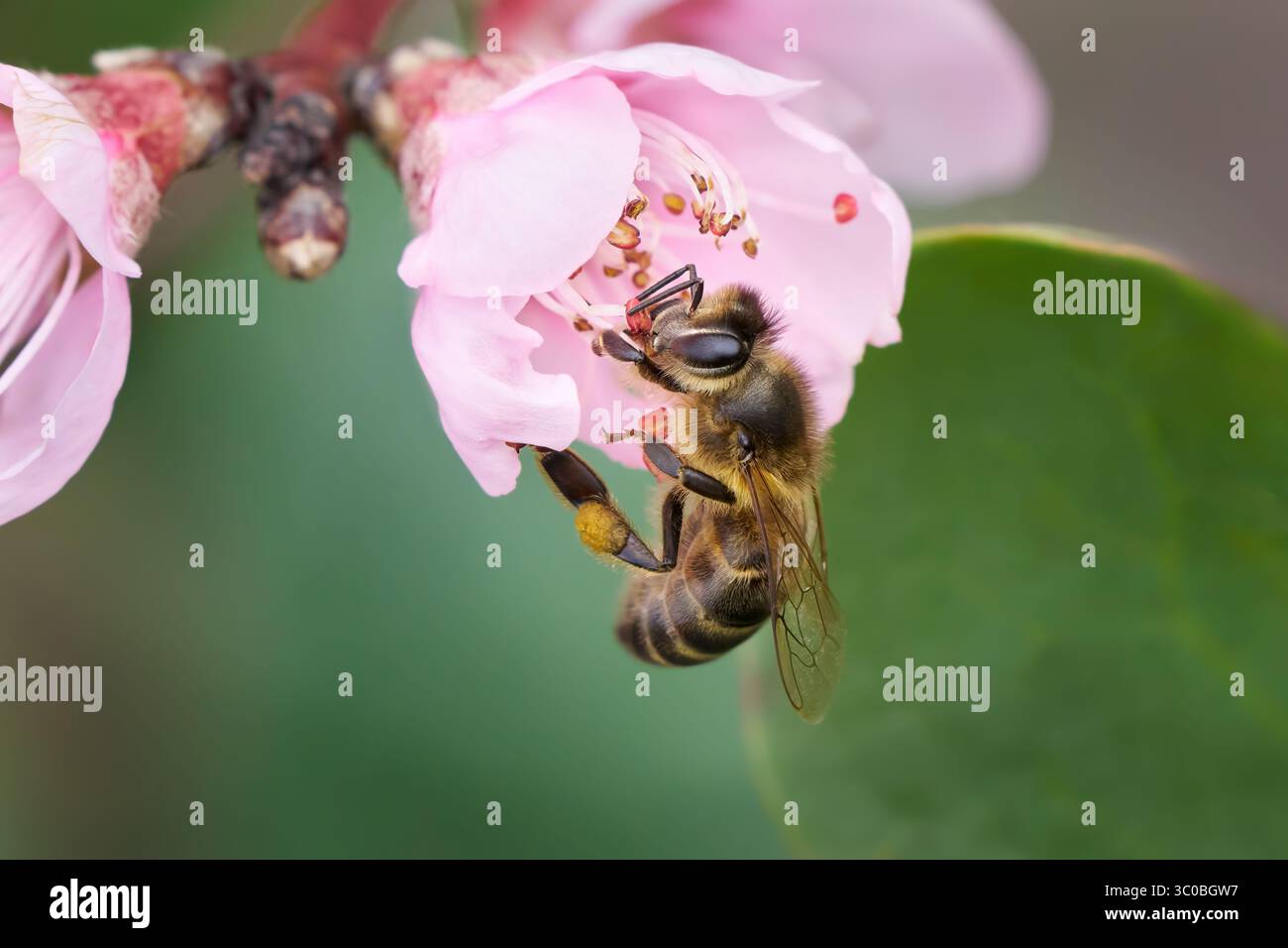 Biene sammelt Pollem aus der rosafarbenen Blüte eines Pfirsichbaums Stockfoto