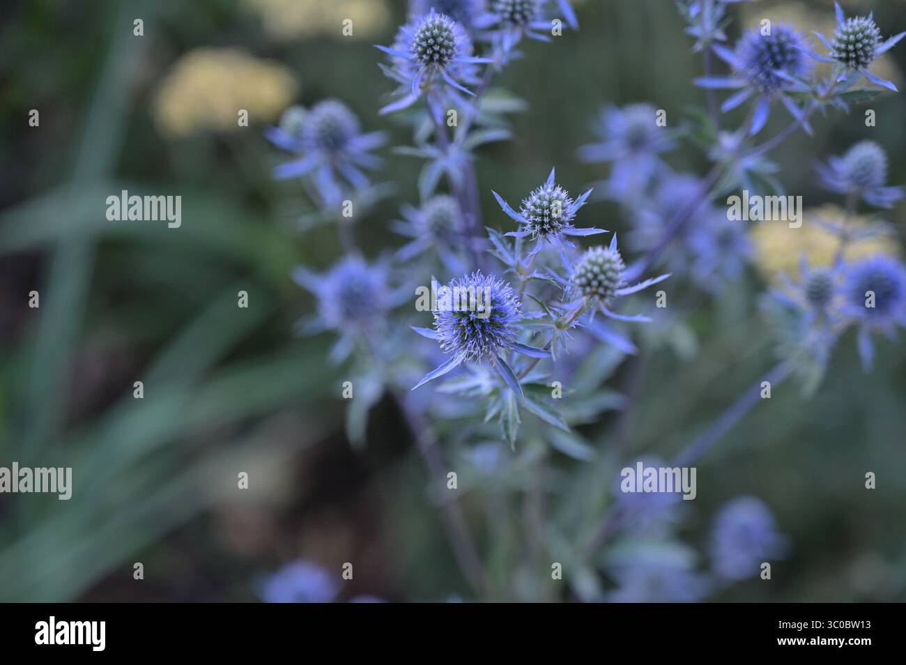Nahaufnahme, keine Menschen, Natur, unbebaut, Sommer, Wildblume, Wiese, Blume, Frühling, landwirtschaftliches Feld, Sonnenlicht, Pflanze, Schönheit in der Natur, Gras Stockfoto