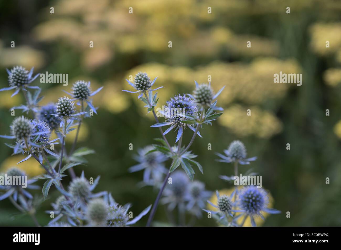 Nahaufnahme, keine Menschen, Natur, unbebaut, Sommer, Wildblume, Wiese, Blume, Frühling, landwirtschaftliches Feld, Sonnenlicht, Pflanze, Schönheit in der Natur, Gras Stockfoto