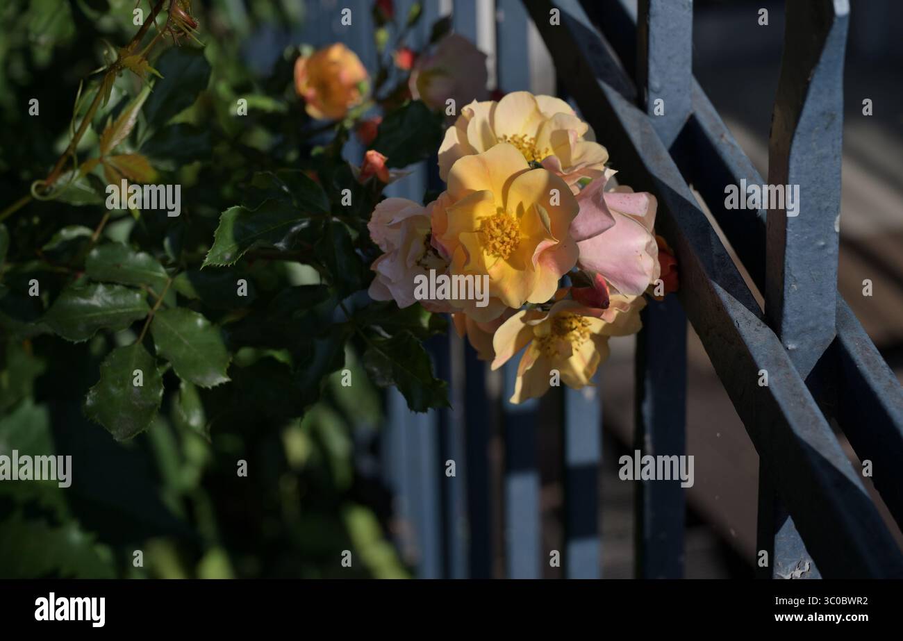 Nahaufnahme, keine Menschen, Natur, unbebaut, Sommer, Wildblume, Wiese, Blume, Frühling, landwirtschaftliches Feld, Sonnenlicht, Pflanze, Schönheit in der Natur, Gras Stockfoto