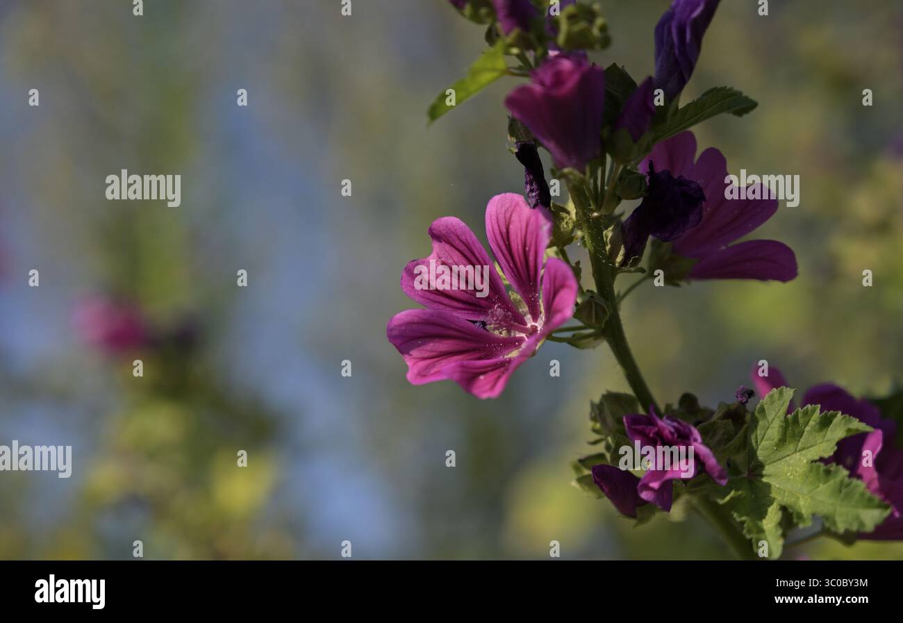 Nahaufnahme, keine Menschen, Natur, unbebaut, Sommer, Wildblume, Wiese, Blume, Frühling, landwirtschaftliches Feld, Sonnenlicht, Pflanze, Schönheit in der Natur, Gras Stockfoto