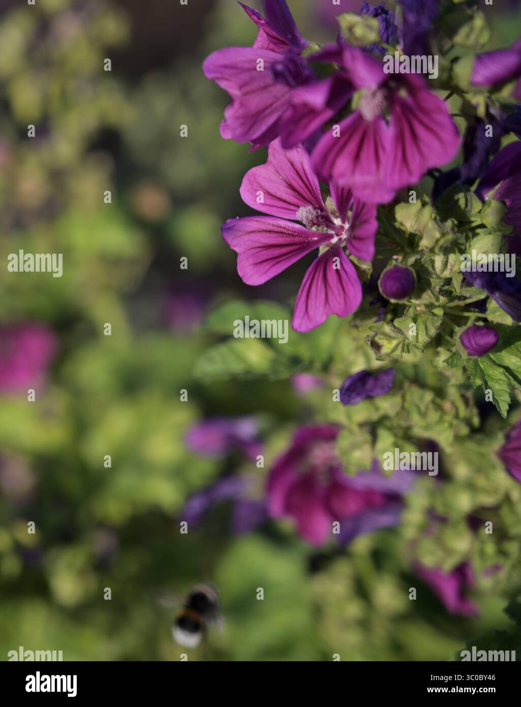 Nahaufnahme, keine Menschen, Natur, unbebaut, Sommer, Wildblume, Wiese, Blume, Frühling, landwirtschaftliches Feld, Sonnenlicht, Pflanze, Schönheit in der Natur, Gras Stockfoto