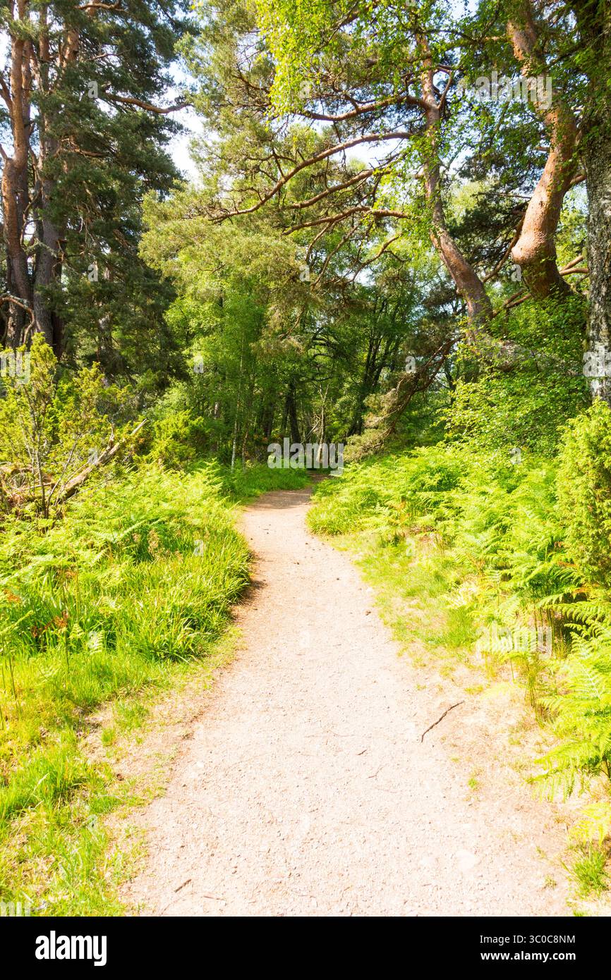 Forest Path führt durch Glenmore Forest, Glenmore, Cairngorms, Highland, Schottland, Großbritannien. Stockfoto