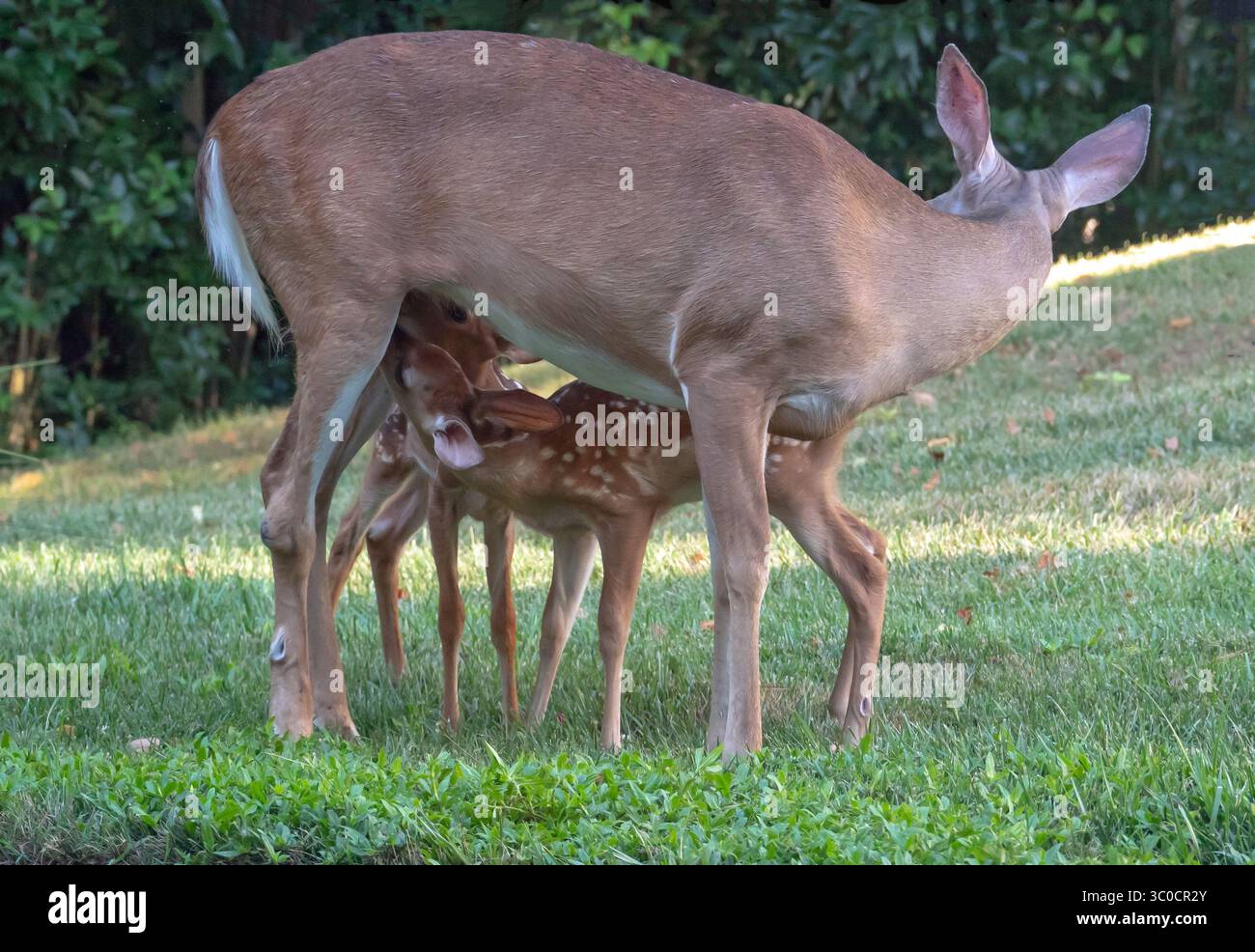 Nahaufnahme von stillenden Zwillingsweissagelhirschkitzen in einem städtischen Vorhof. Stockfoto
