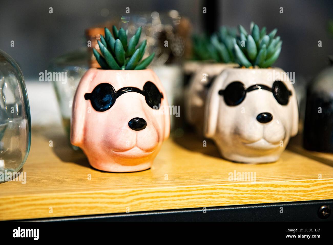 Keramiktopf Für Hündchen, Wohnkultur. Süße Sukkulenten in Hundetöpfen mit Brille Stockfoto