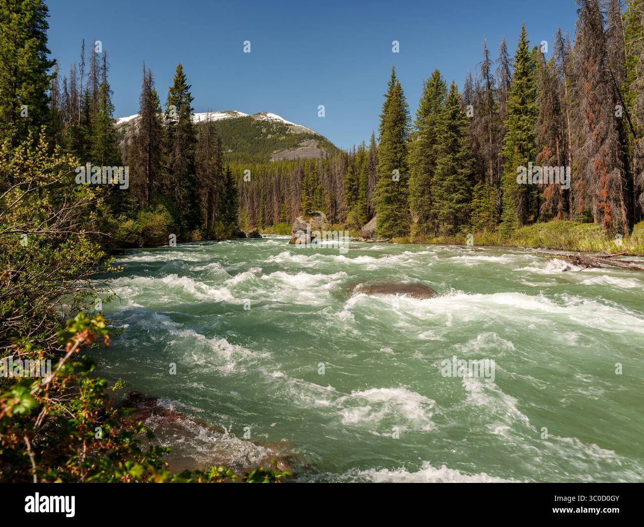 Ein grüner rauschender Fluss in den kanadischen Bergen, mit Blick auf den Wald auf beiden Seiten und einem schneebedeckten Gipfel in der Ferne. Stockfoto