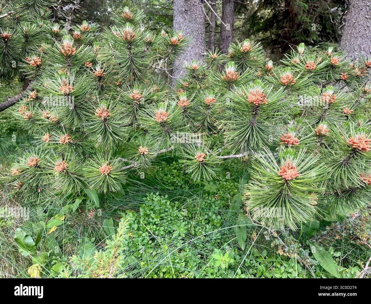 Haufen männlicher Pollenzapfen auf dem Zweig der bosnischen Kiefer (Pinus heldreichii), einer subendemischen Konifere des Balkans, Vitosha Mountain, Bulgarien, Südosteuropa - Smartphone-aufgenommenes Stockfoto