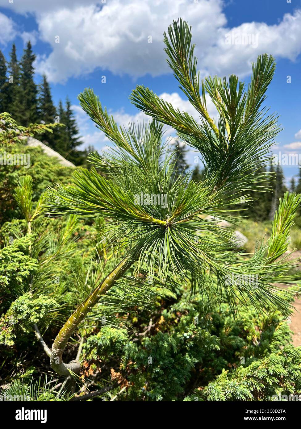 Junge Balkankiefer (Pinus peuce), die auf dem Vitosha-Berg in der Nähe von Sofia, Bulgarien, wächst und in den Gebirgswäldern der Balkanregion in Europa beheimatet ist Stockfoto