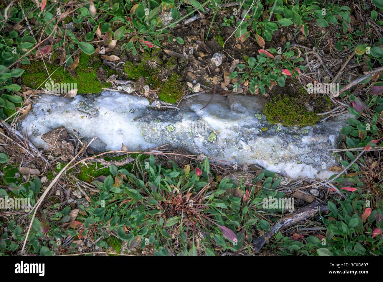 Nahaufnahme eines weißen Quarzfelsens, der in den Boden eingebettet ist, umgeben von grünem Moos und wilden Pflanzen. Natürliche geologische Textur, perfekt zur Illustration Stockfoto