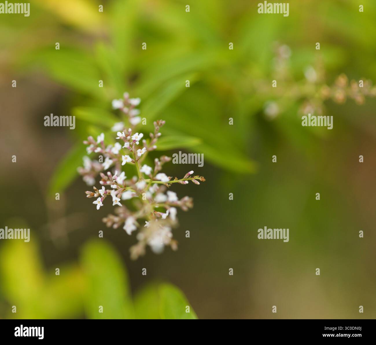 Aloysia citrodora, Zitronenverbene natürlicher Makro-floraler Hintergrund Stockfoto
