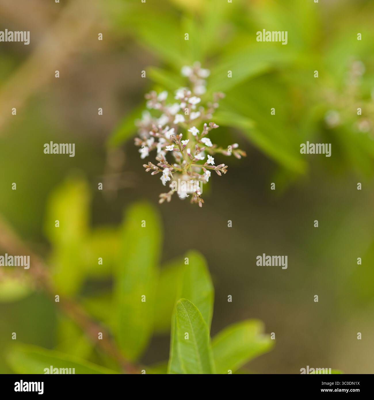 Aloysia citrodora, Zitronenverbene natürlicher Makro-floraler Hintergrund Stockfoto