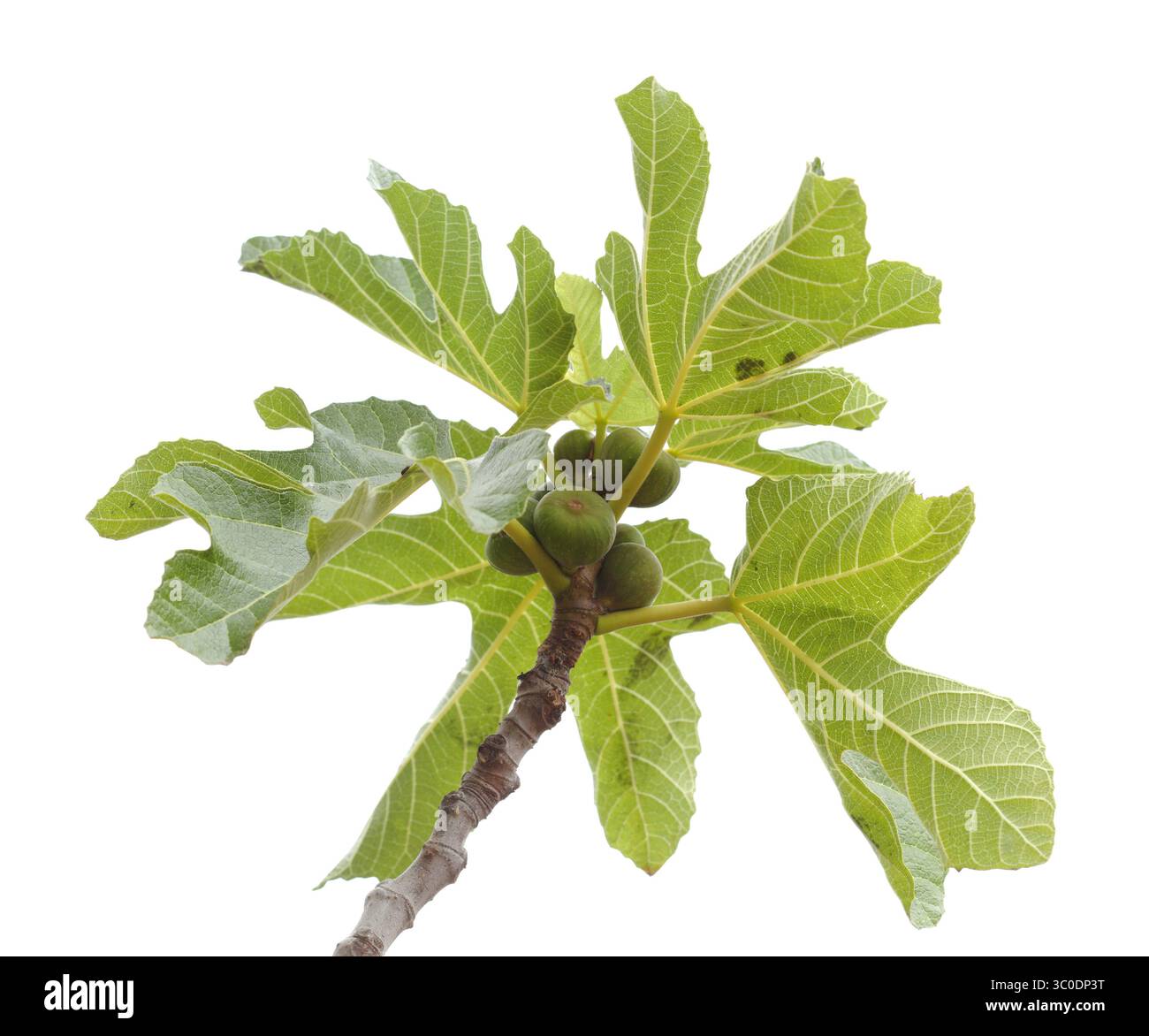 Landwirtschaft von Gran Canaria - reifende Feige Stockfoto