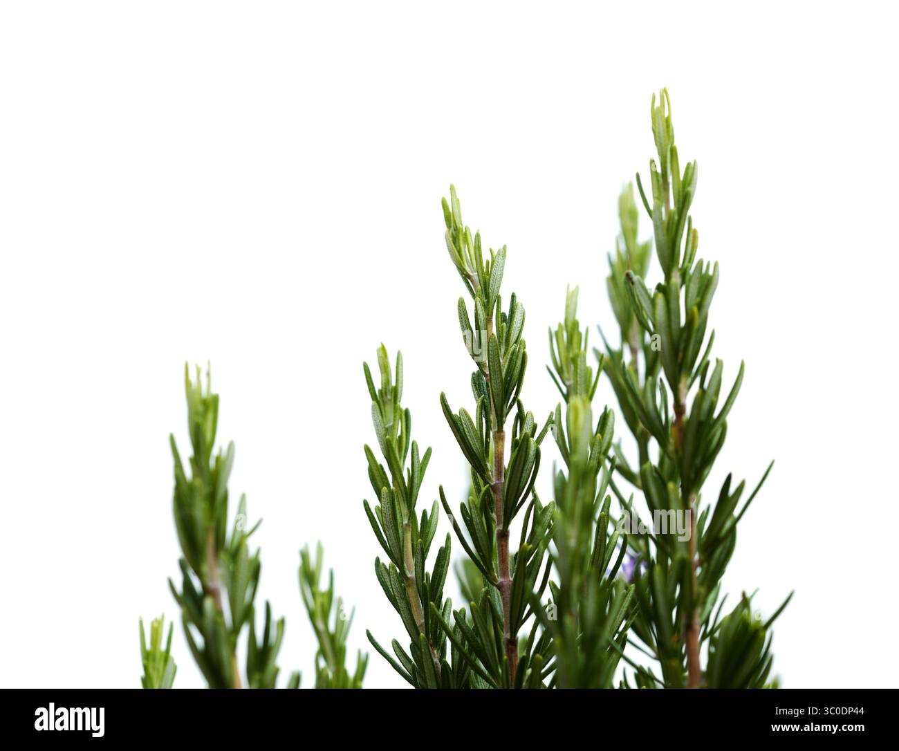 rosmarinzweige, isoliert auf weißem Hintergrund Stockfoto