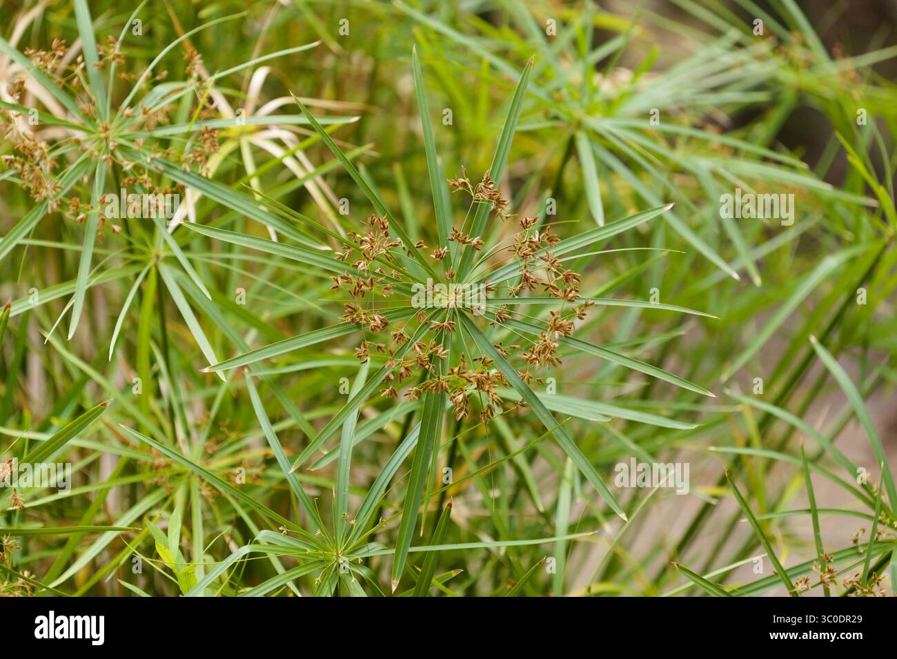 Papyrus sedge radial grün Blätter natürlichen Makro floralen Hintergrund Stockfoto