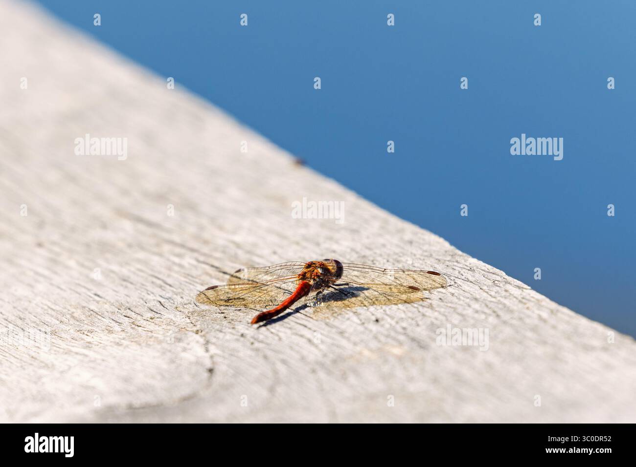 Rote Libellen sitzen an einem sonnigen Sommertag auf Holz Stockfoto