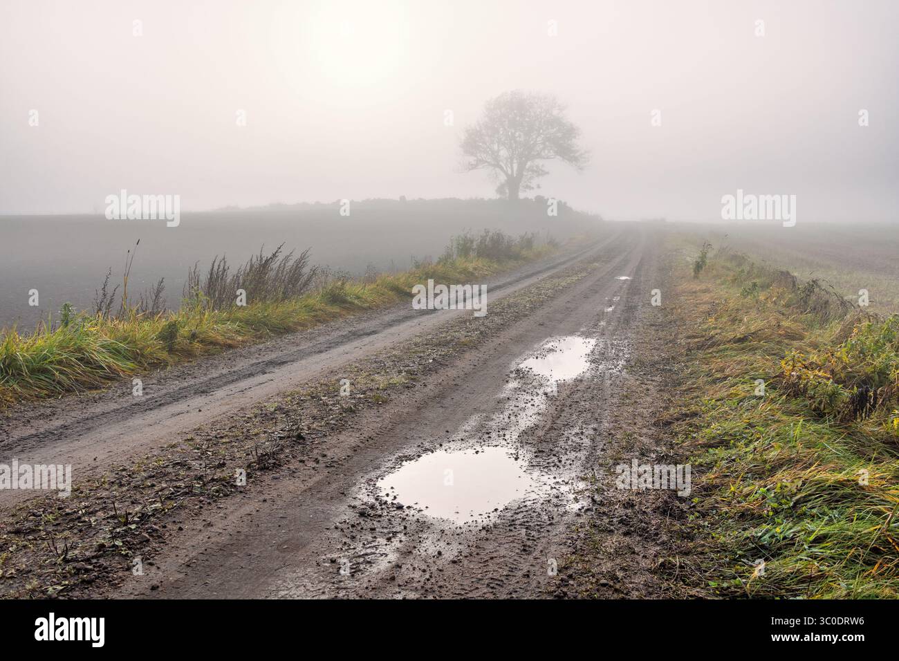 Wasserpfützen auf einer unbefestigten Straße in einer nebeligen Landschaft mit einem einsamen Baum Stockfoto