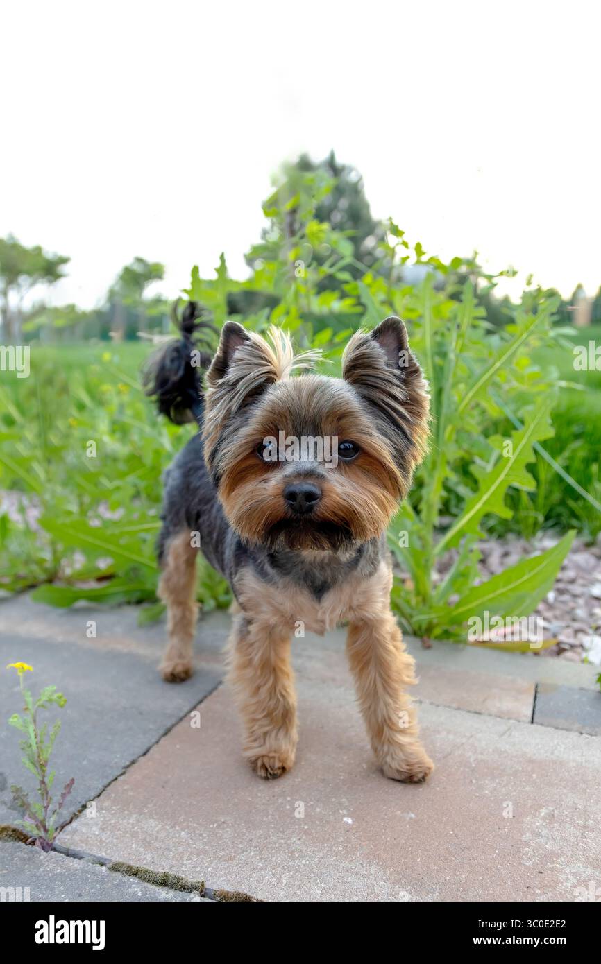 Ein Yorkshire Terrier mit flauschigem Pelz erkundet eine lebendige Landschaft voller grüner Pflanzen. Der Hund steht selbstbewusst auf einer gepflasterten Oberfläche und sieht umher Stockfoto