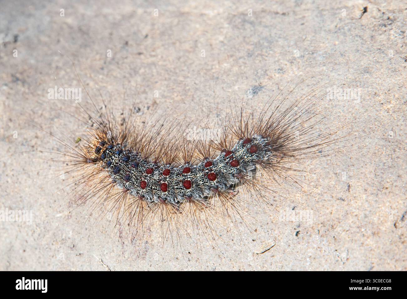 Haarige Lymantrien dispar raupe, mit blauen und roten Flecken, die auf Stein krabbeln Stockfoto