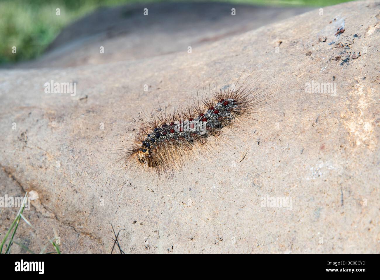 Haarige Lymantrien dispar raupe, mit blauen und roten Flecken, die auf Stein krabbeln Stockfoto