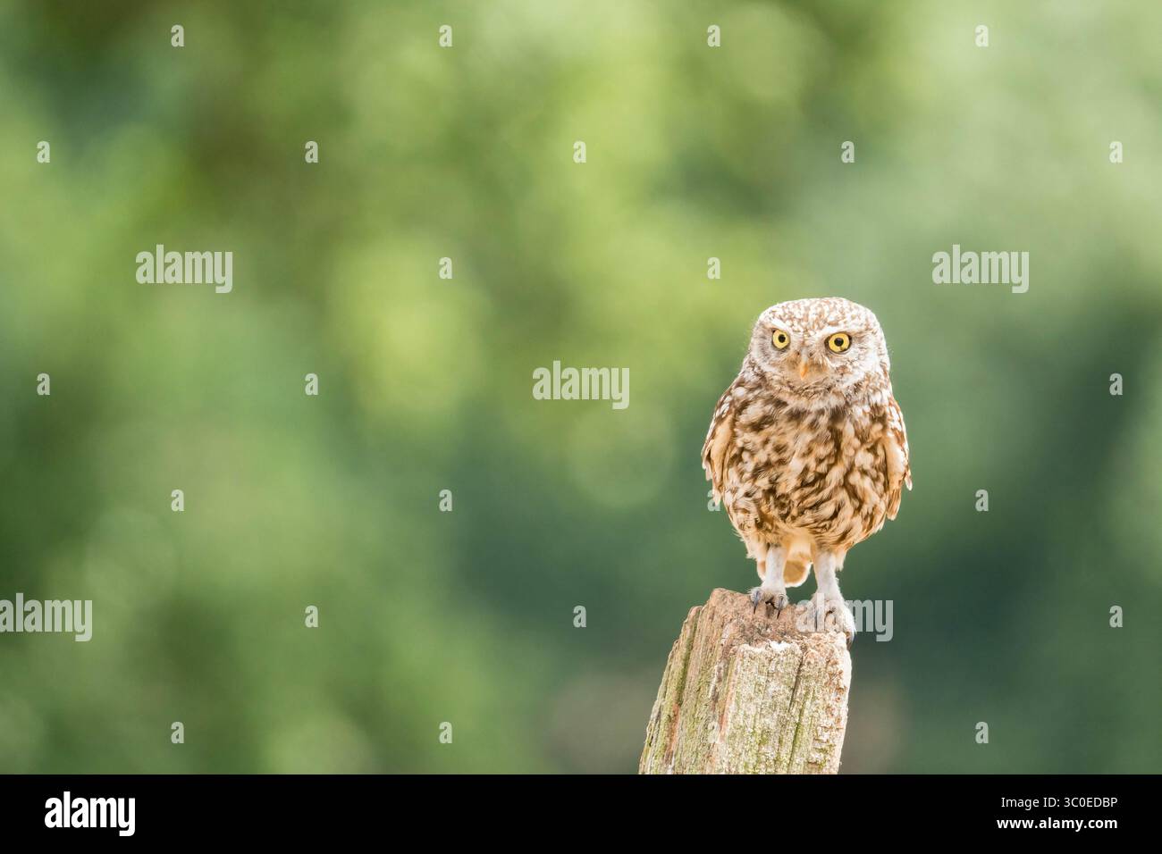 Erwachsene kleine Eule (Athene noctua), die auf einem Pfosten sitzt, Worcestershire England Großbritannien. Juli 2025 Stockfoto