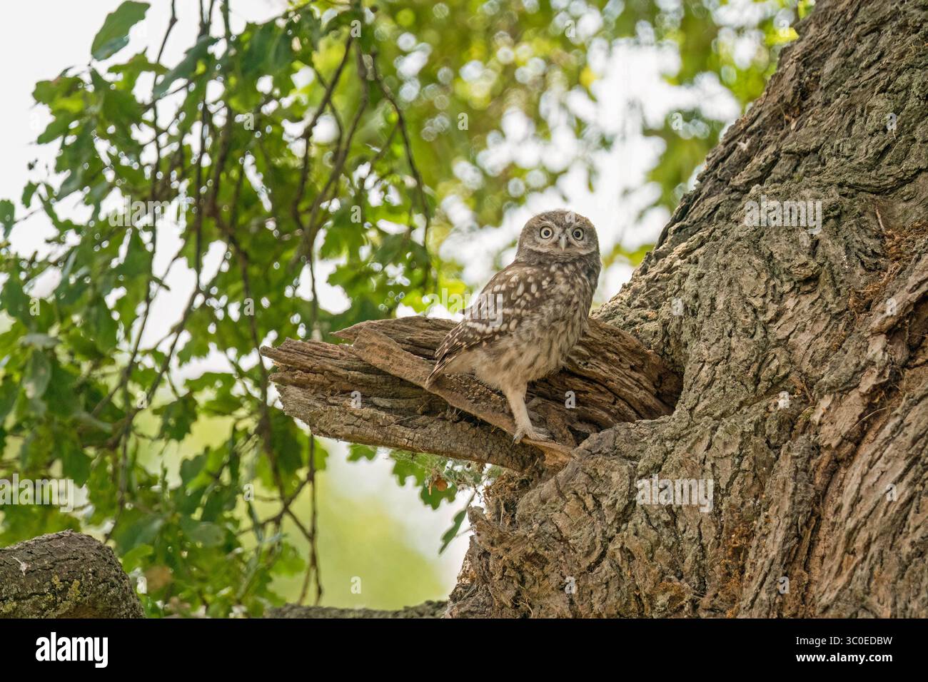 Junge kleine Eule (Athene noctua), die am Eingang zum Loch in einer Eiche thront. Worcestershire England Vereinigtes Königreich. Juli 2025 Stockfoto