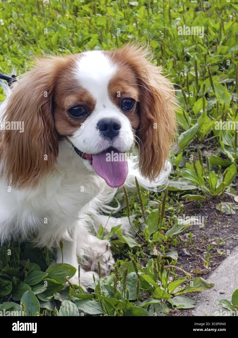 Cavalier King Charles Spaniel auf einem Spaziergang im Park, sitzend und in die Kamera schauend Stockfoto