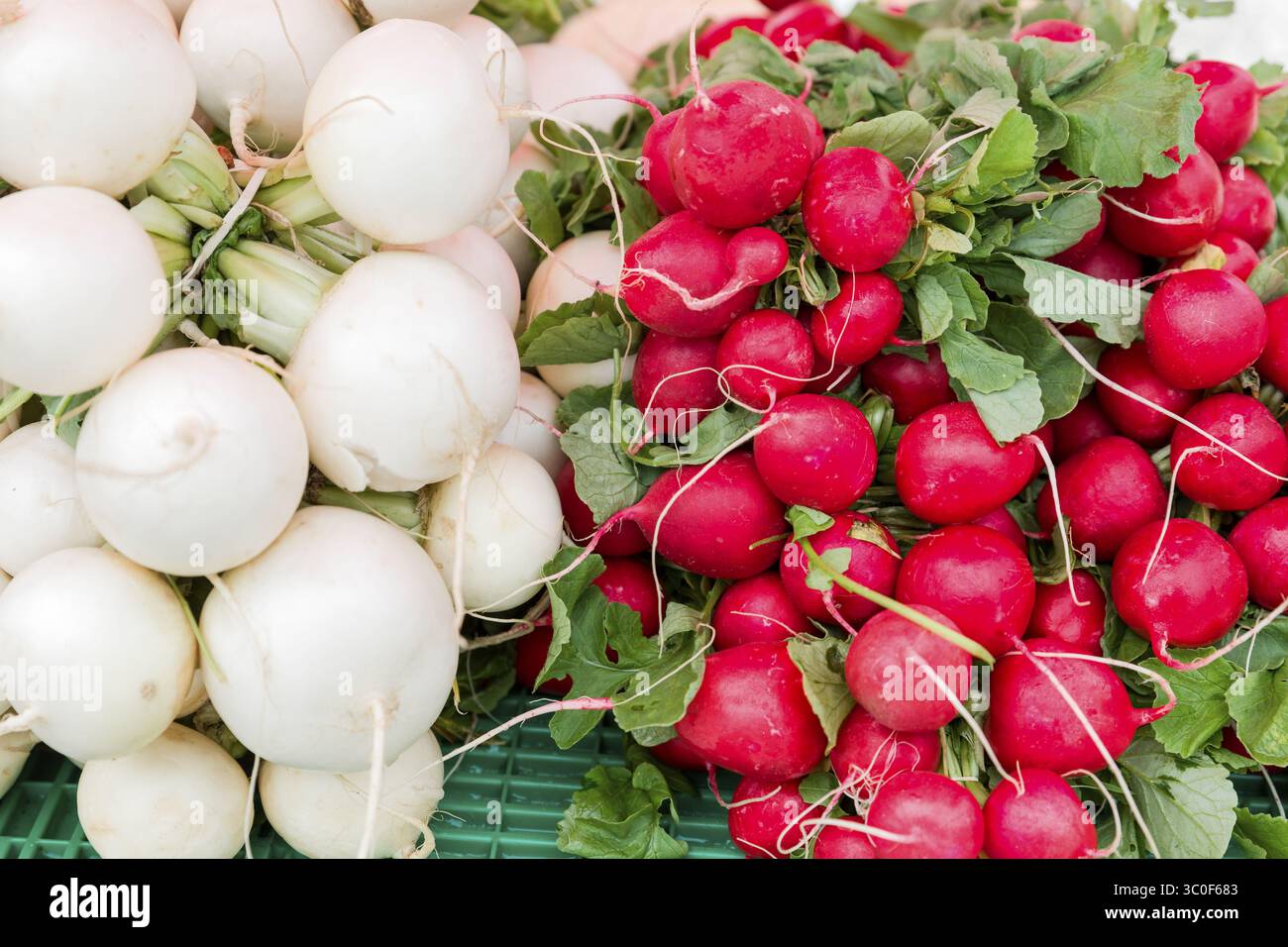 Rote und weiße Radieschen Stockfoto