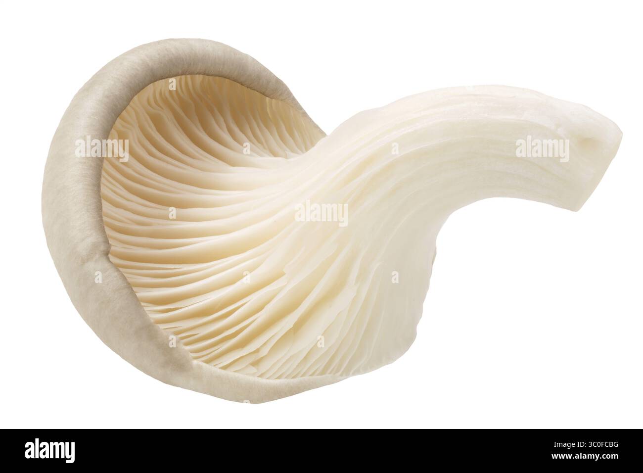 Oyster mushroom (Pleurotus ostreatus), ein essbarer Pilz kultiviert, isoliert Stockfoto
