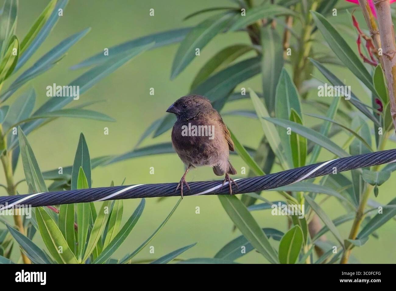 Schwarzer Grassquit (Tiaris bicolor), ein Mann, der auf einem Draht sitzt, Antigua, Westindien. Stockfoto