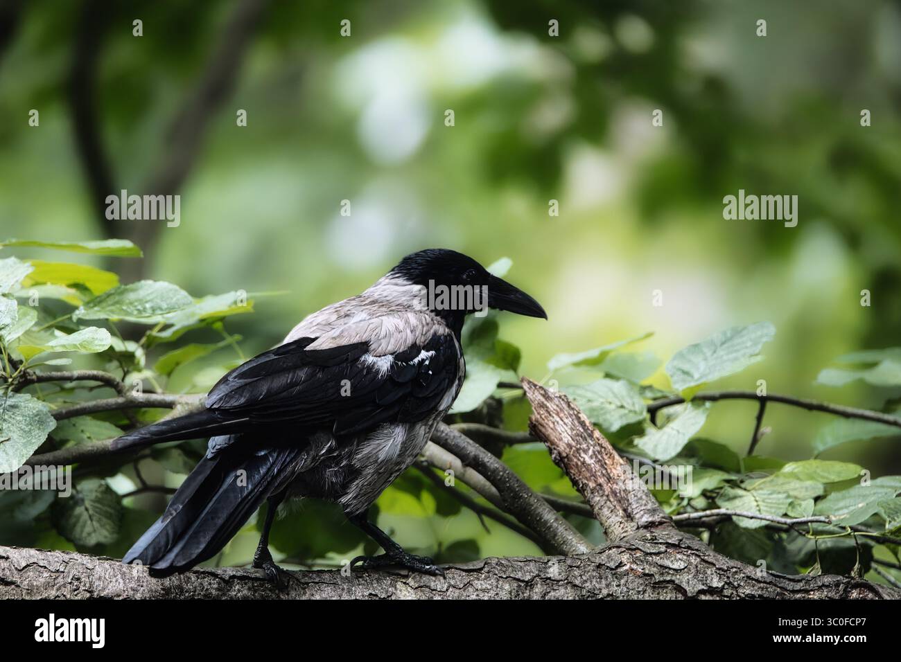schwarzvogel auf einem Baumzweig, Wildtiere Stockfoto