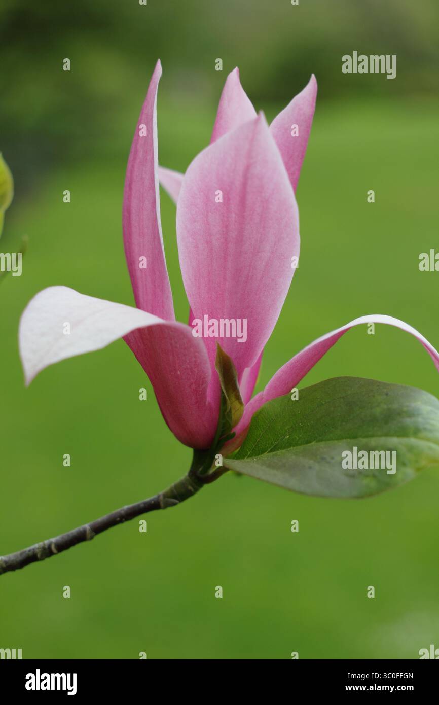 Magnolia Spectrum, blühender Zierbaum, geeignet für kleinen Garten. UK Stockfoto