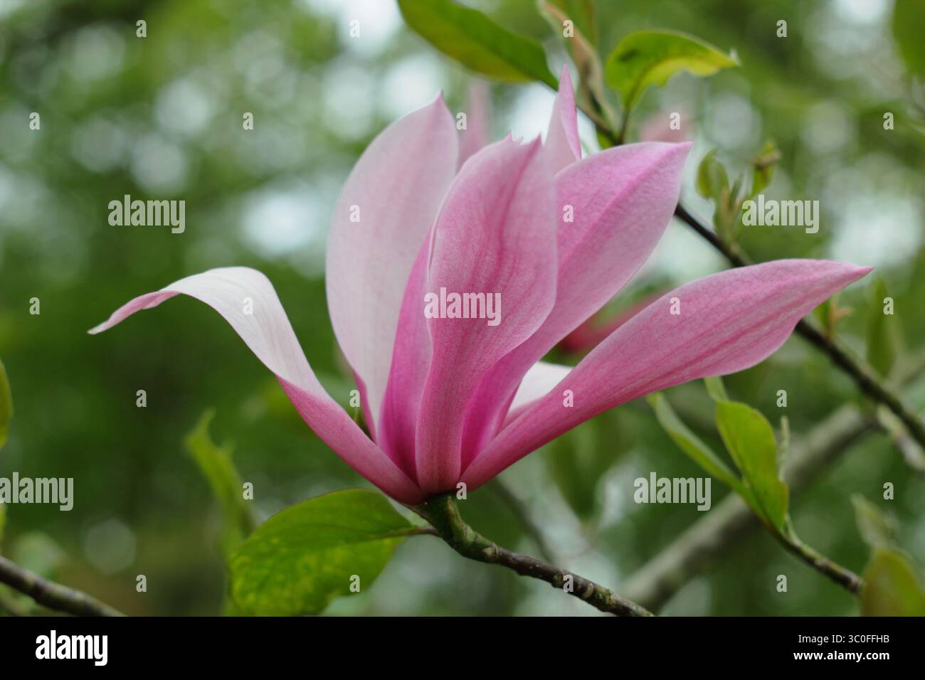 Magnolia Spectrum, blühender Zierbaum, geeignet für kleinen Garten. UK Stockfoto