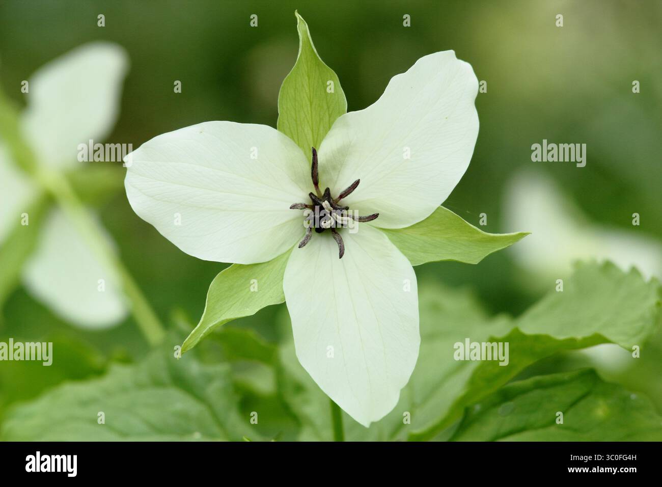 Trillium Simile, oder Jewelled Wake-robin, mit drei weißen Blüten und violettem Zentrum in einem englischen schattigen Garten. UK Stockfoto