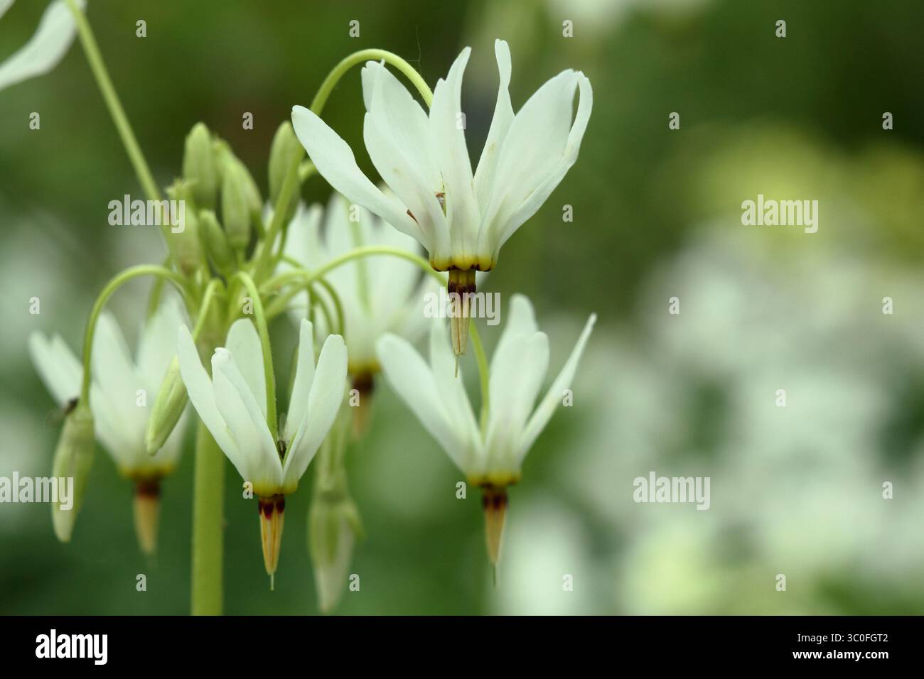 Dodecatheon meadia f. Album, oder Shooting Star, eine schattenliebende Staude mit Pfeilen wie Mitte auf weißen nickenden Blumen. UK Stockfoto