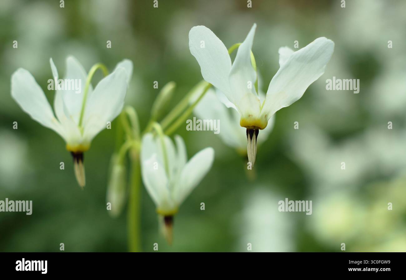 Dodecatheon meadia f. Album, oder Shooting Star, eine schattenliebende Staude mit Pfeilen wie Mitte auf weißen nickenden Blumen. UK Stockfoto