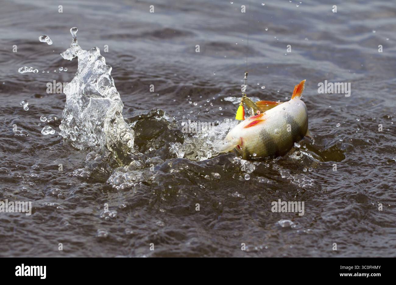 Barsch, gefangen in der Dynamik Stockfoto Barsch, gefangen in der Dynamik Stockfoto