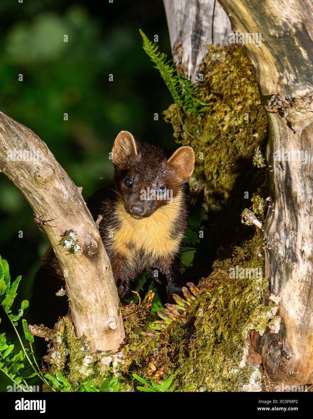 Kiefernmarder im Dyfi-Wald in Wales. Stockfoto