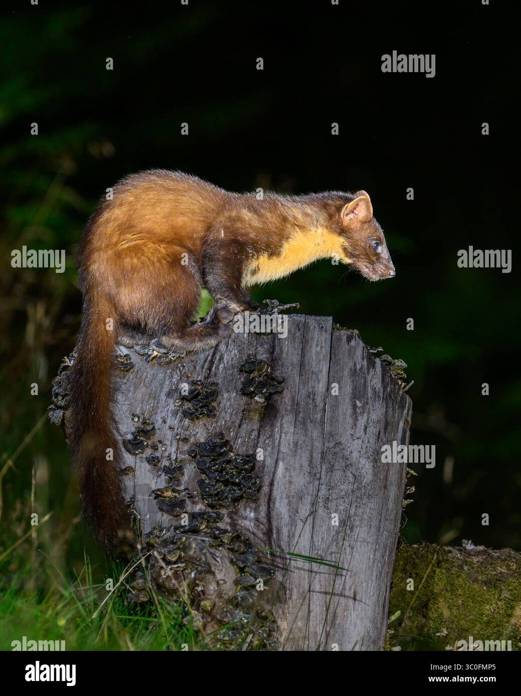 Kiefernmarder im Dyfi-Wald in Wales. Stockfoto