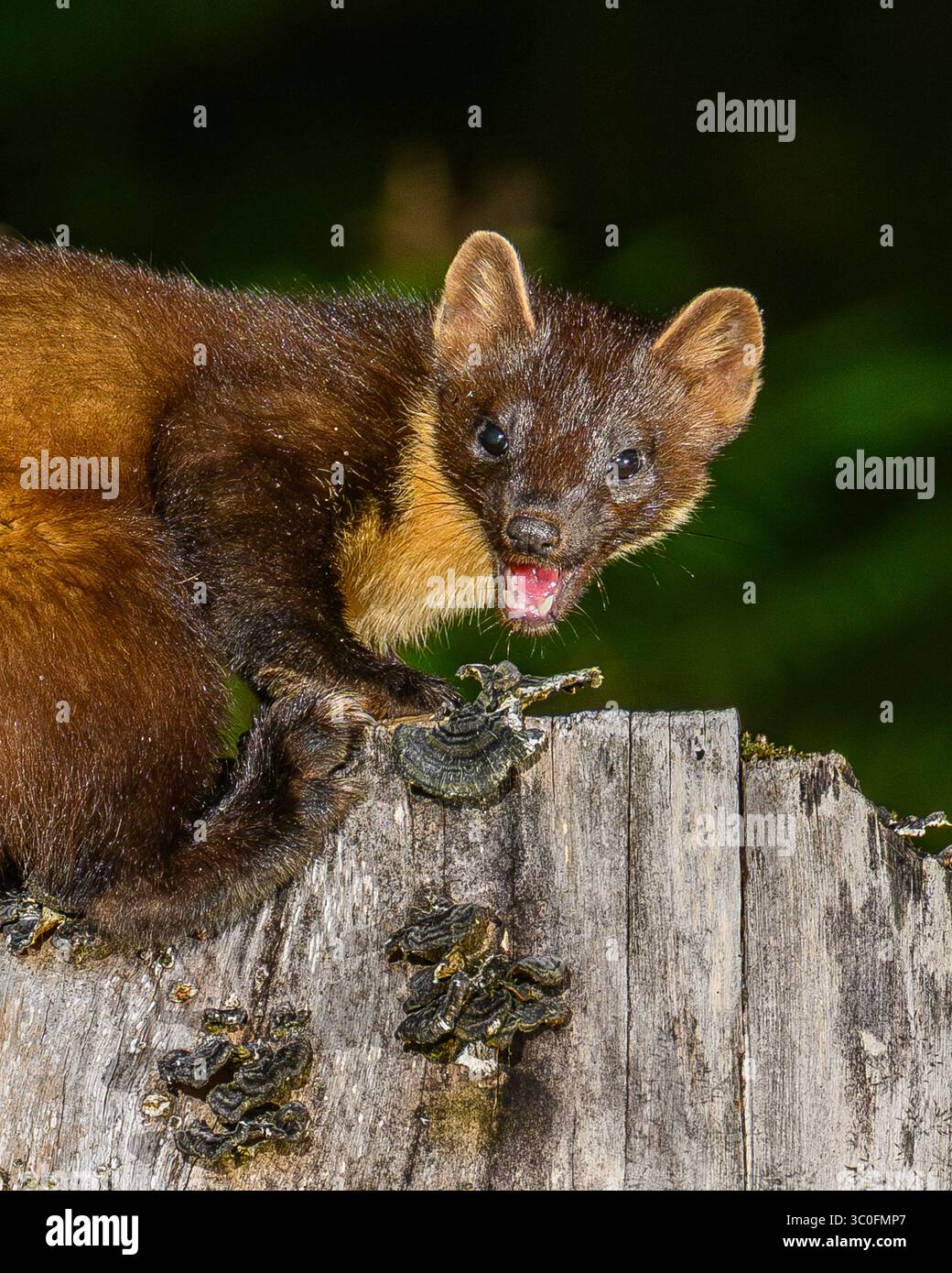 Kiefernmarder im Dyfi-Wald in Wales. Stockfoto