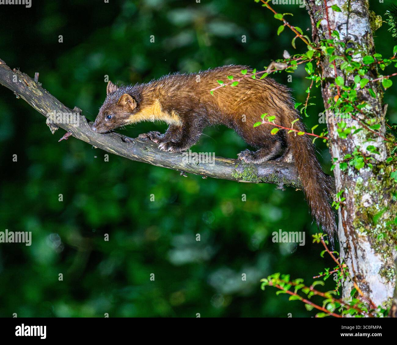 Kiefernmarder im Dyfi-Wald in Wales. Stockfoto
