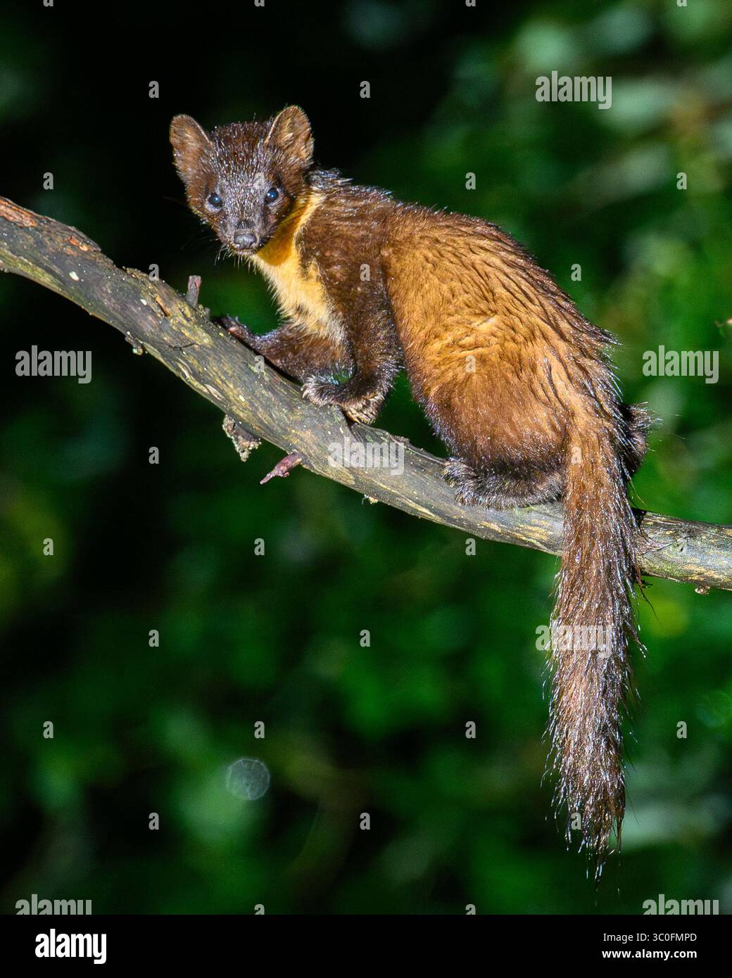 Kiefernmarder im Dyfi-Wald in Wales. Stockfoto