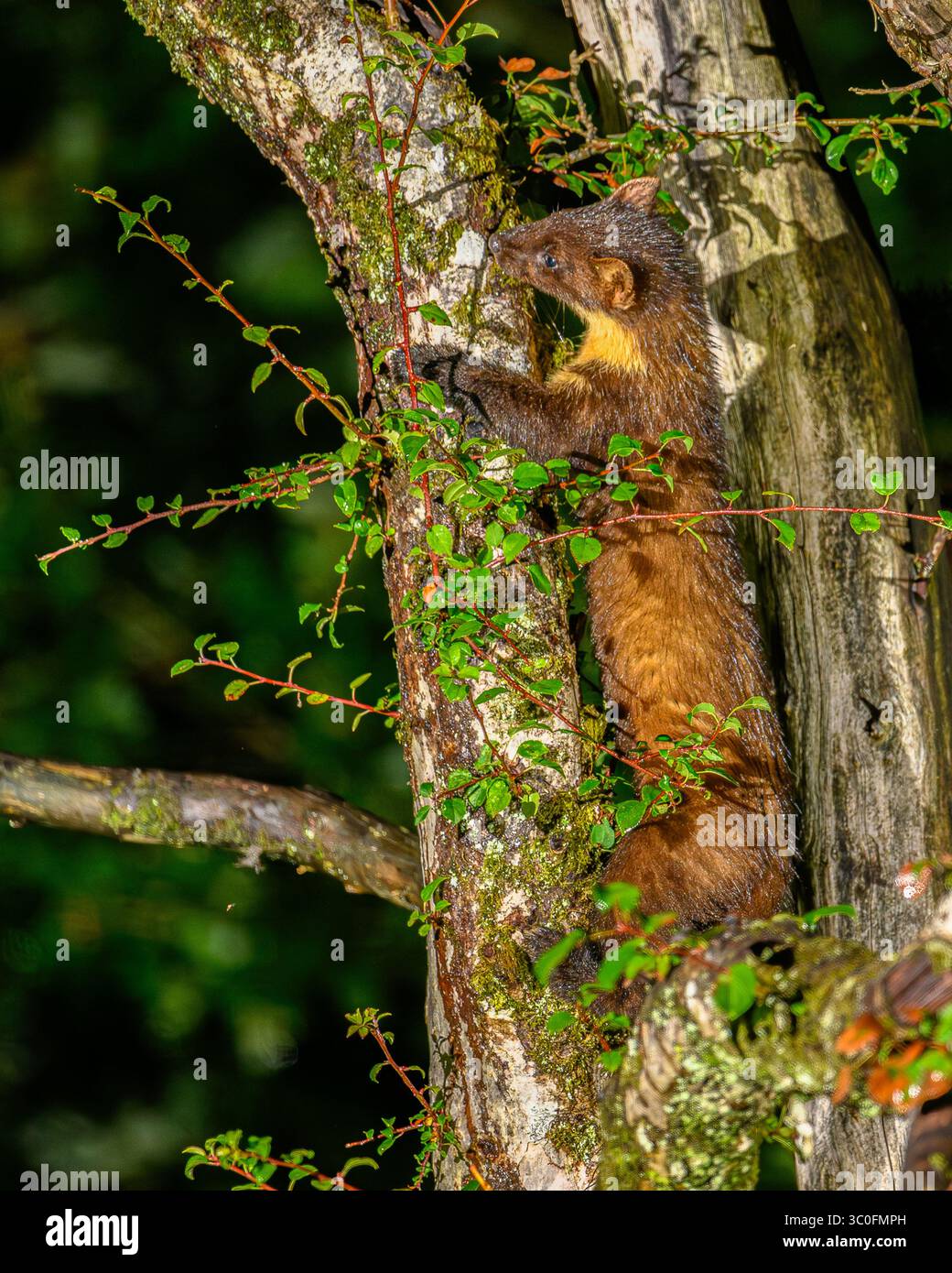 Kiefernmarder im Dyfi-Wald in Wales. Stockfoto