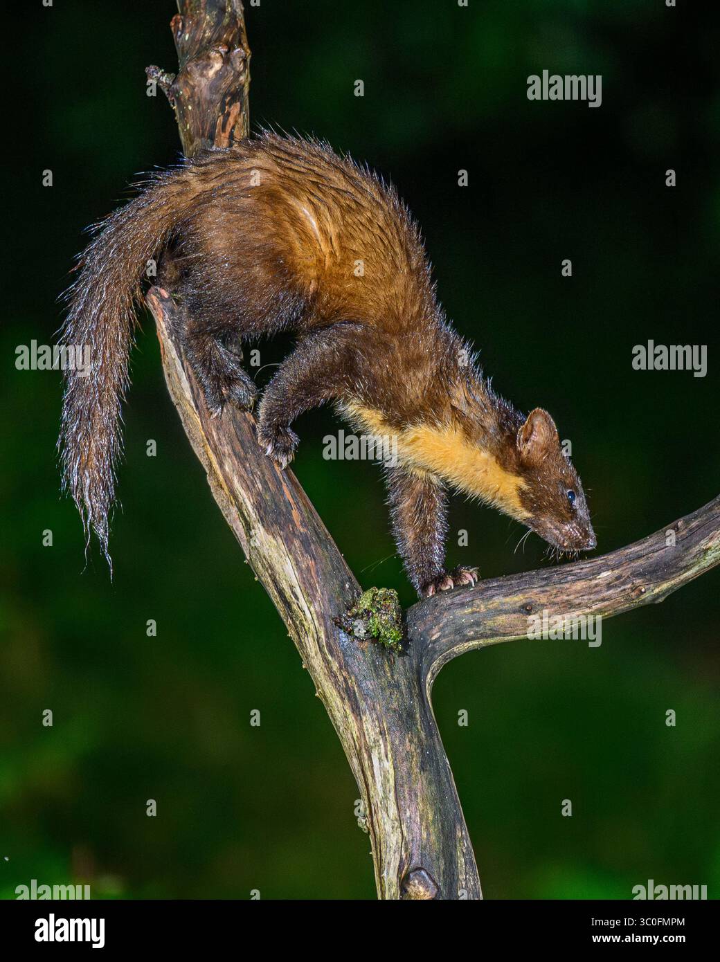 Kiefernmarder im Dyfi-Wald in Wales. Stockfoto