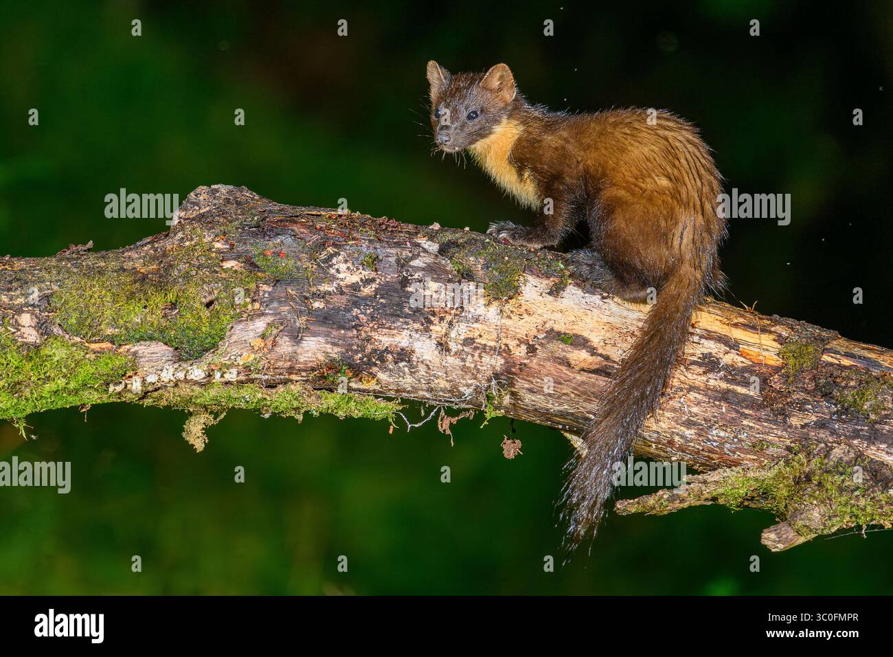 Kiefernmarder im Dyfi-Wald in Wales. Stockfoto