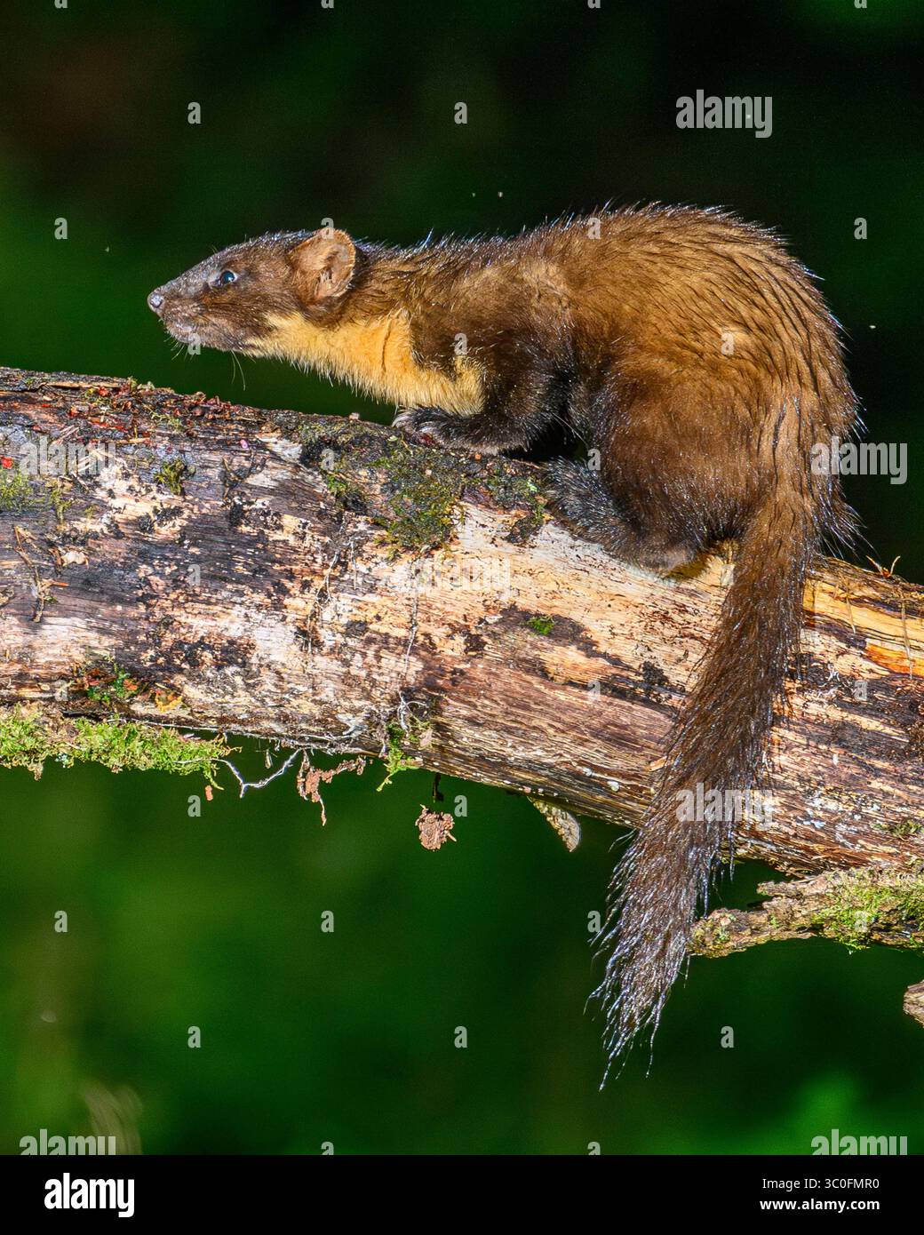 Kiefernmarder im Dyfi-Wald in Wales. Stockfoto