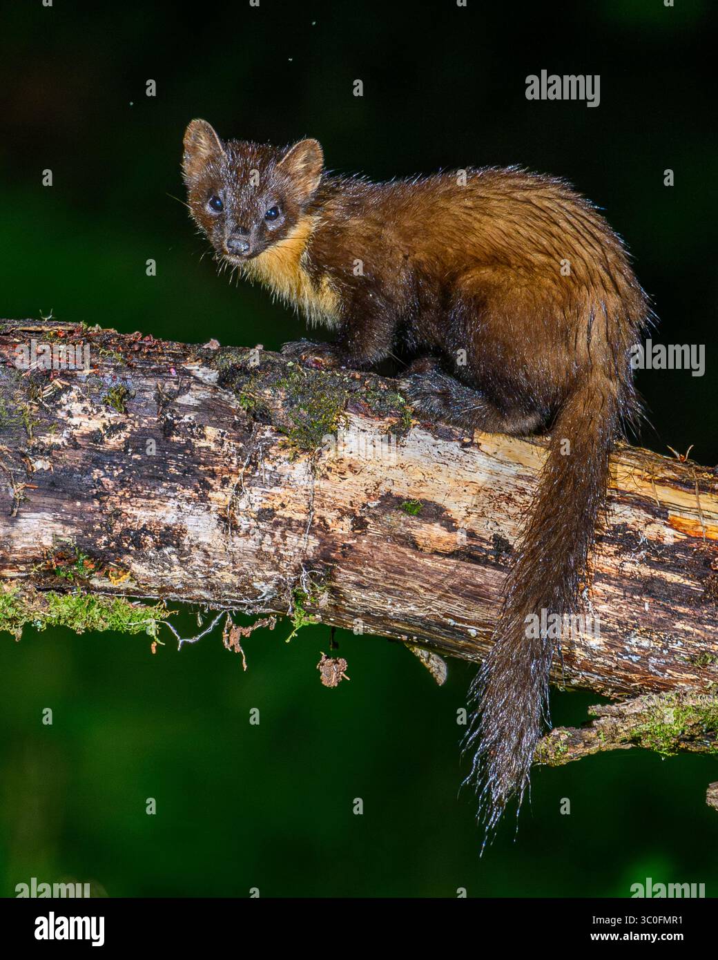 Kiefernmarder im Dyfi-Wald in Wales. Stockfoto