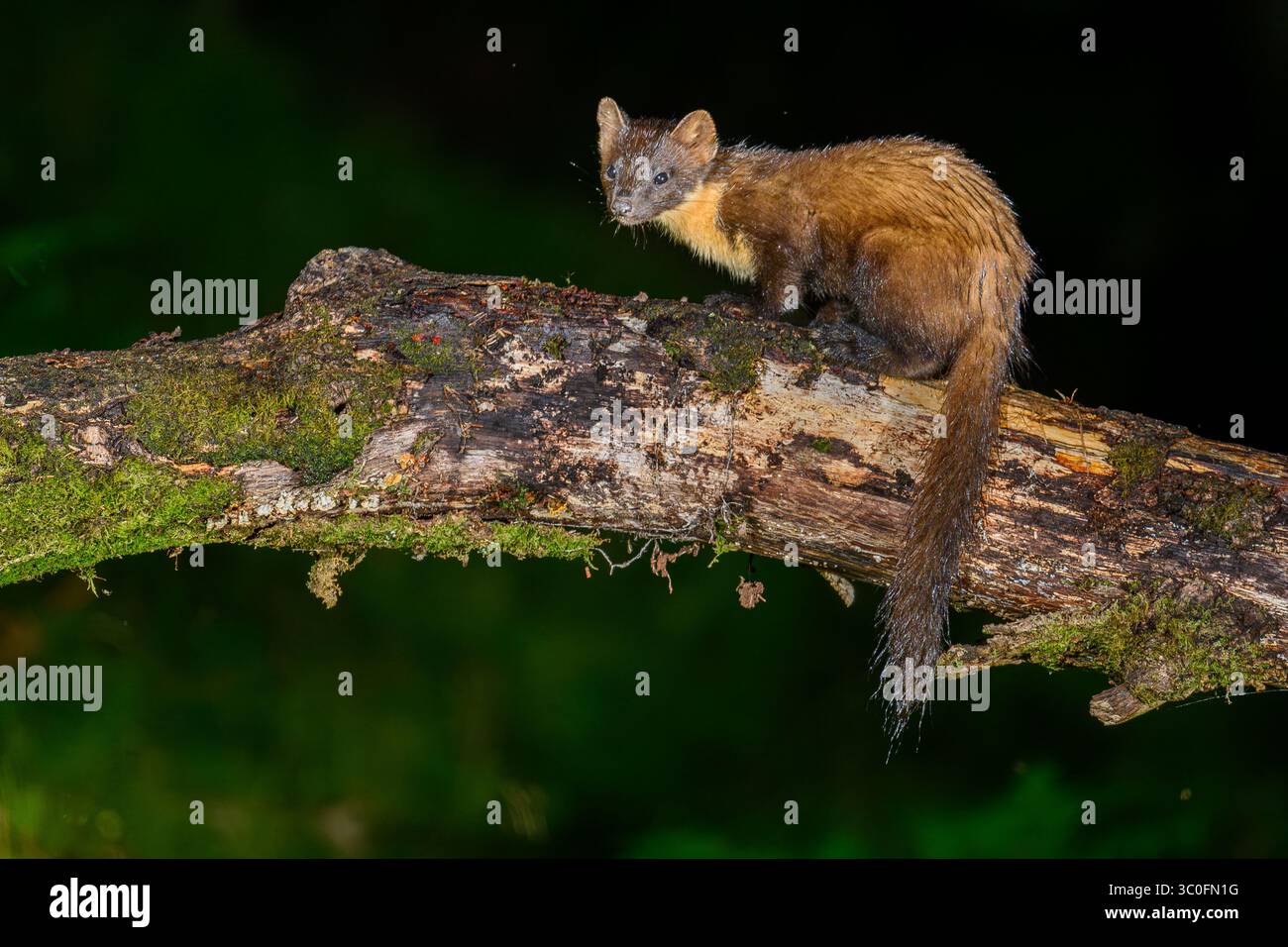 Kiefernmarder im Dyfi-Wald in Wales. Stockfoto