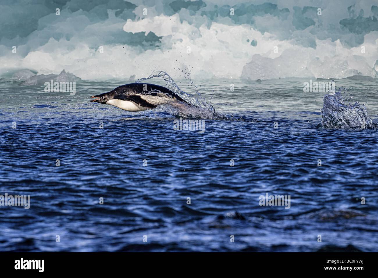 Blick auf einen einzelnen Pinguin, der aus dem tiefblauen Wasser vor dem Hintergrund eisweißer und türkisfarbener Gletscher springt, Seymour Island, Antarktis. Stockfoto
