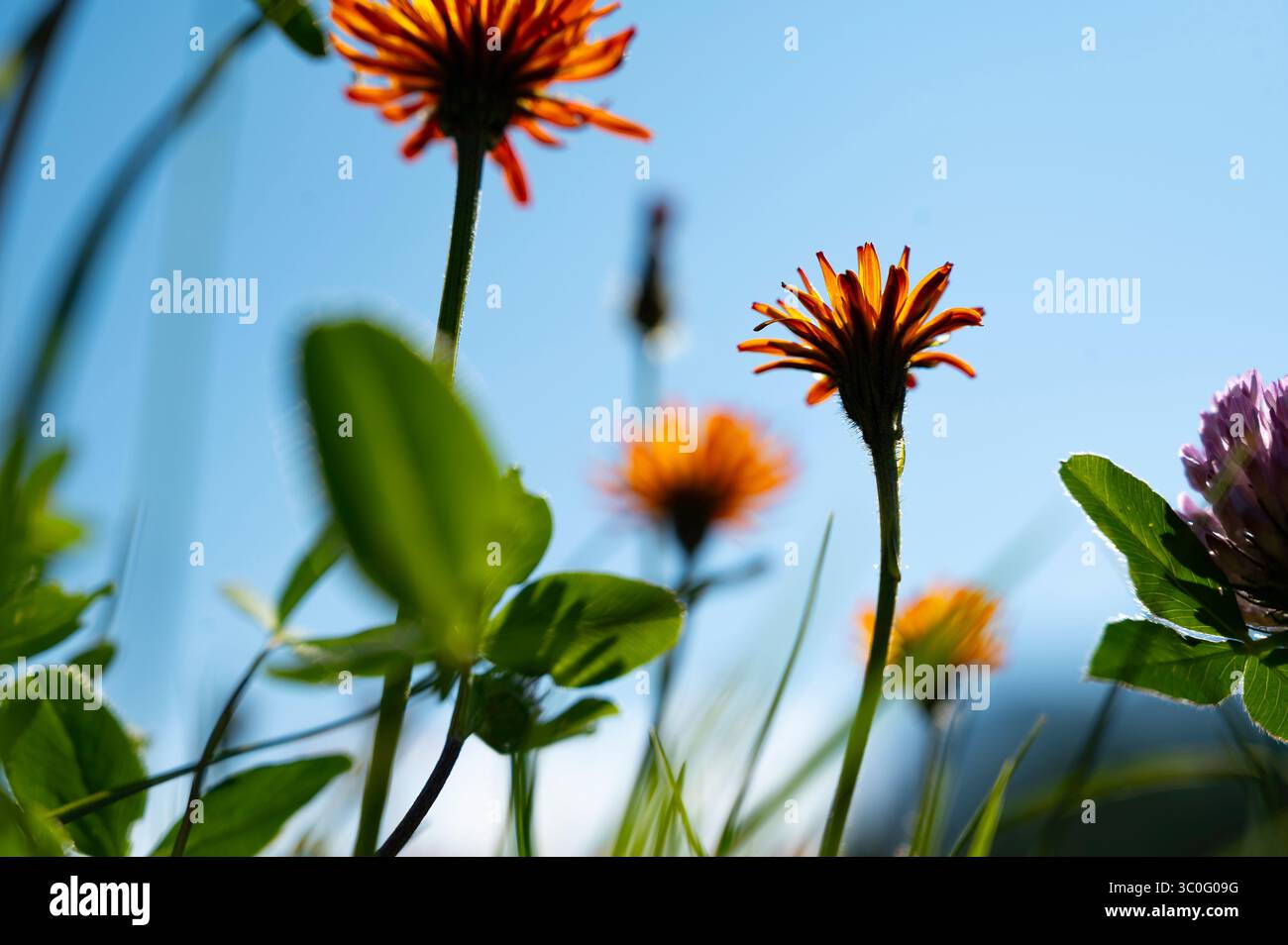 Blühender goldener Karettkraut (Crepis aurea) in den Dolomiten, Alpen Südtirol im Sommer morgens. Stockfoto