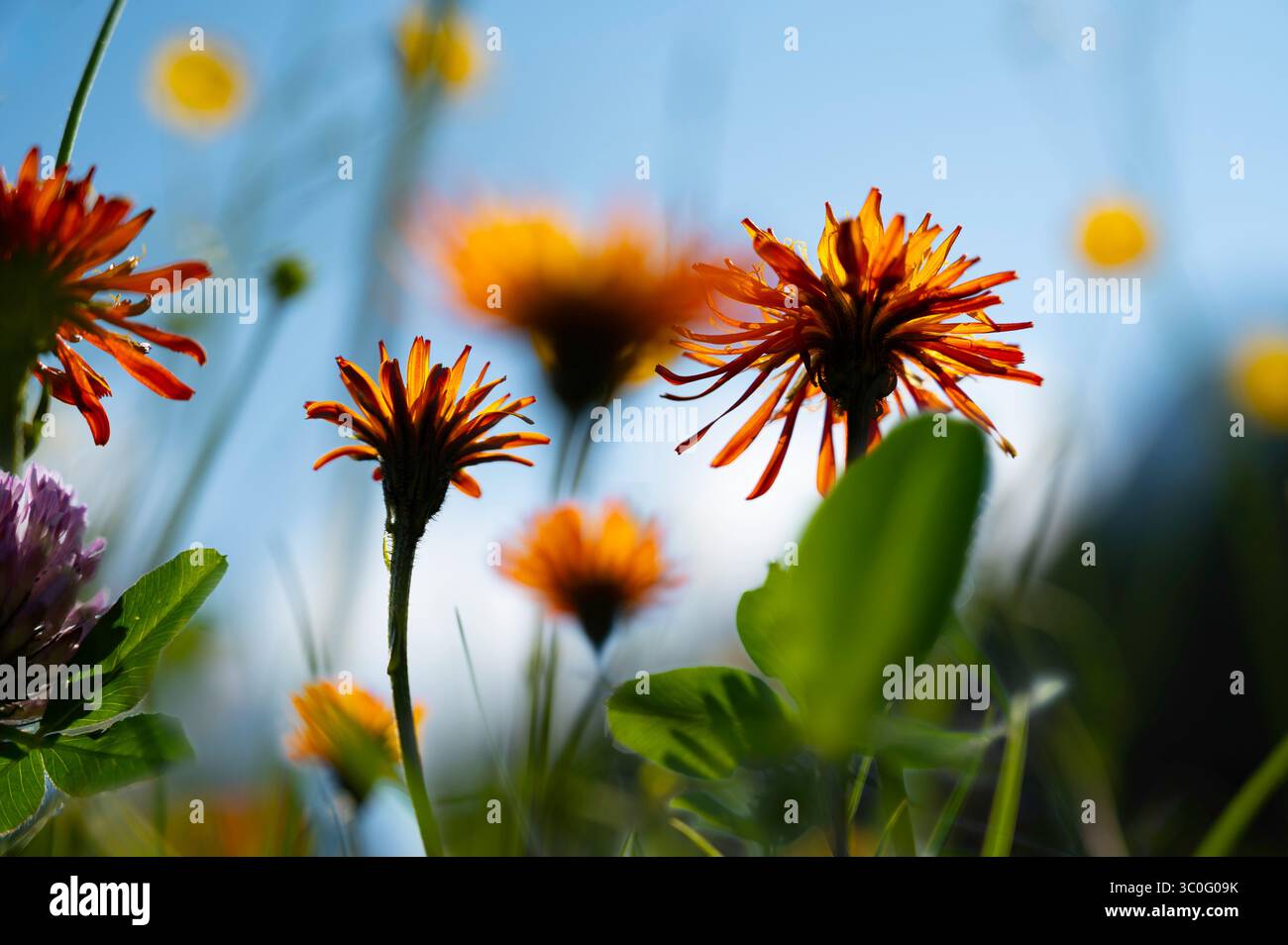 Blühender goldener Karettkraut oder Pippau (Crepis aurea) in den Dolomiten, Alpen Südtirol im Sommer morgens. Stockfoto